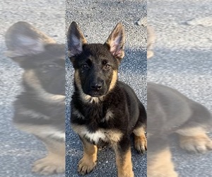 German Shepherd Dog Puppy for sale in E STROUDSBURG, PA, USA
