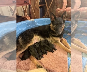 Mother of the German Shepherd Dog puppies born on 09/10/2021