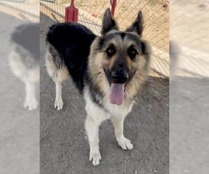German Shepherd Dog Dogs for adoption in Bakersfield, CA, USA