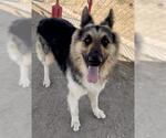 Small German Shepherd Dog
