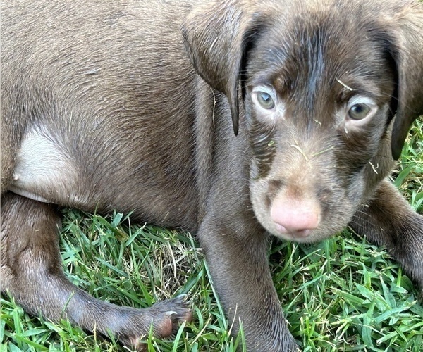 Medium Photo #5 Labrador Retriever Puppy For Sale in MARYVILLE, TN, USA