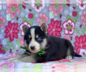 Labrador Retriever-Siberian Husky Mix Puppy for sale in LANCASTER, PA, USA