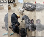 Small Photo #1 French Bulldog Puppy For Sale in CLEARWATER, FL, USA
