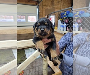 Rottweiler Puppy for sale in SELMER, TN, USA