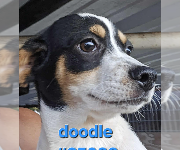 Medium Photo #1 Chihuahua-Unknown Mix Puppy For Sale in Cranston, RI, USA