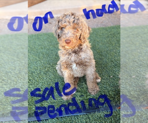 Medium Photo #19 Poodle (Standard) Puppy For Sale in APACHE JUNCTION, AZ, USA
