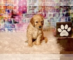 Small Photo #9 Goldendoodle Puppy For Sale in LAKE MARY, FL, USA