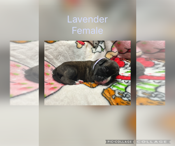 Medium Photo #4 Boxer Puppy For Sale in RALEIGH, NC, USA