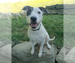Small Bull Terrier Mix