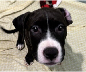 Staffordshire Bull Terrier-Unknown Mix Dogs for adoption in Dedham, MA, USA