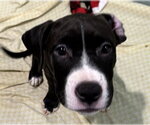 Small Staffordshire Bull Terrier Mix