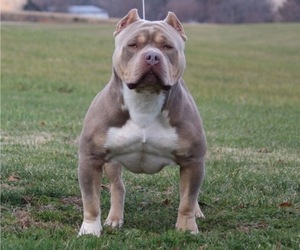 Father of the American Bully puppies born on 02/19/2024