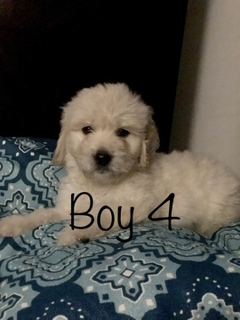 Medium Photo #93 Goldendoodle Puppy For Sale in VACAVILLE, CA, USA