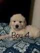 Small Photo #93 Goldendoodle Puppy For Sale in VACAVILLE, CA, USA