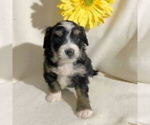 Bernedoodle-Poodle (Miniature) Mix Puppy for sale in FT PLAIN, NY, USA