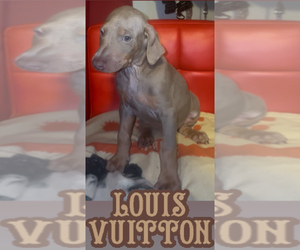 Doberman Pinscher Puppy for sale in HESPERIA, CA, USA