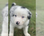 Puppy Jaws Border Collie