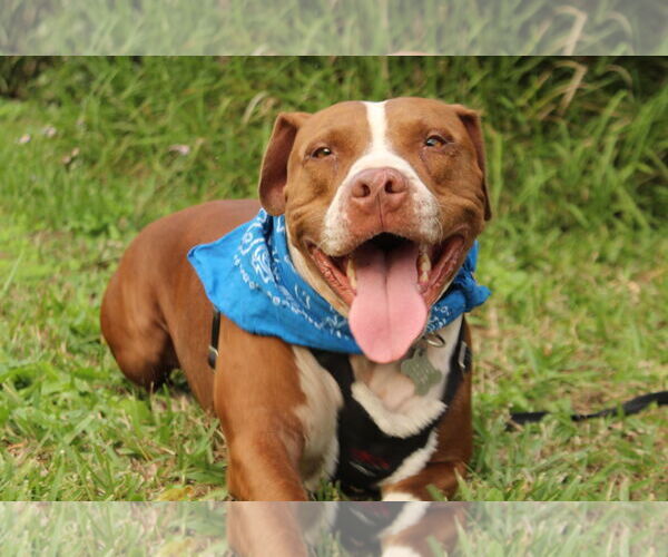 Medium Photo #4 Boxer-Unknown Mix Puppy For Sale in Sanford, FL, USA
