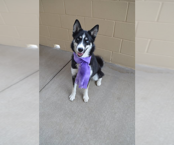 Medium Photo #1 Siberian Husky-Unknown Mix Puppy For Sale in McKinney, TX, USA