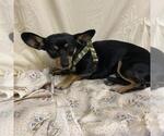 Small Chiweenie