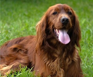 Irish Setter Puppy for Sale in JONES, Michigan USA