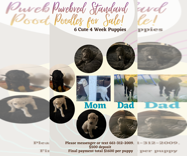 Medium Photo #9 Poodle (Standard) Puppy For Sale in SACRAMENTO, CA, USA