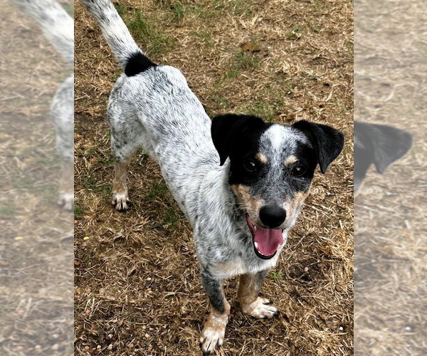 Medium Photo #2 Toy Rat Doxie Puppy For Sale in Houston, TX, USA