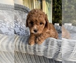 Small #4 Cavapoo