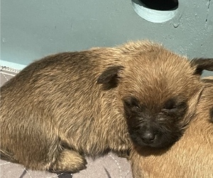 Cairn Terrier Puppy for sale in AMHERST, MA, USA