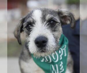 Mutt Dogs for adoption in San Antonio, TX, USA