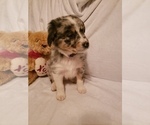 Small Photo #7 Australian Shepherd Puppy For Sale in BRIGGSDALE, CO, USA