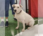Small Mutt