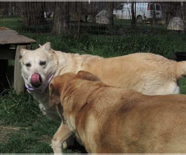 Medium Photo #6 Labrador Retriever-Retriever  Mix Puppy For Sale in Godley, TX, USA