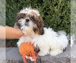 Small #3 Shih Tzu