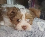 Small #6 Yorkshire Terrier