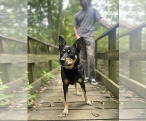Australian Kelpie Dogs for adoption in Lancaster, PA, USA