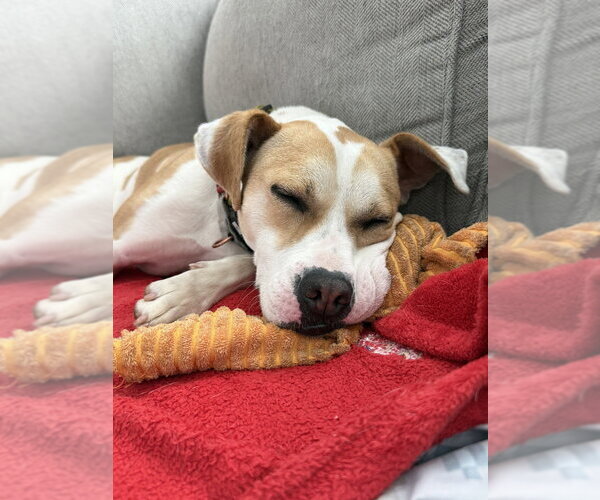 Medium Photo #7 Labrador Retriever-Unknown Mix Puppy For Sale in Elmsford, NY, USA