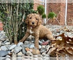 Puppy Miss Purple Goldendoodle (Miniature)