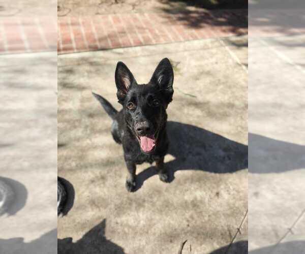 Medium Photo #3 German Shepherd Dog Puppy For Sale in WALNUT CREEK, CA, USA