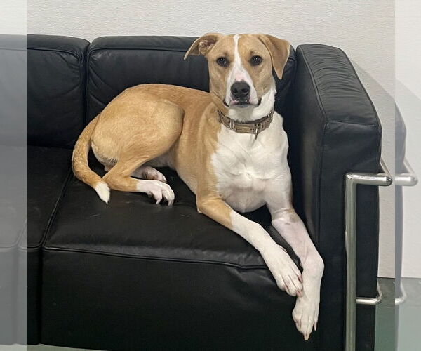 Medium Photo #4  Puppy For Sale in , 