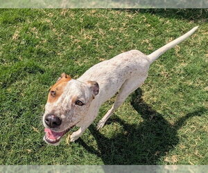 ARTURO - Male Mutt Dog for Adoption - Photo #2