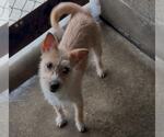 Small #3 Mutt