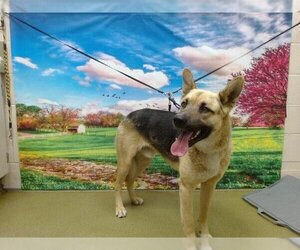 German Shepherd Dog-Unknown Mix Dogs for adoption in Moreno Valley, CA, USA