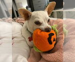 Small #2 Chihuahua Mix