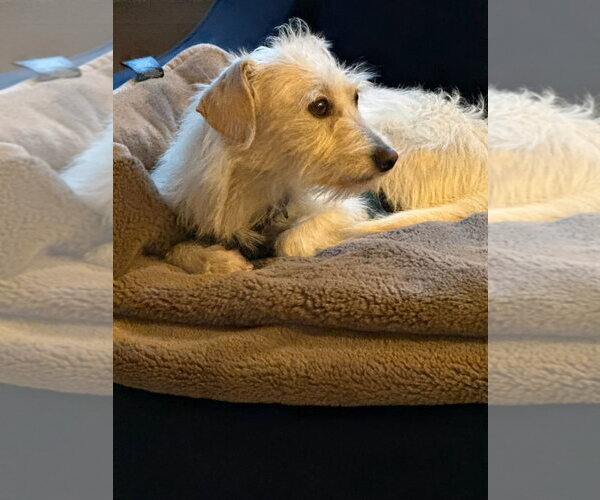 Medium Photo #10 Chihuahua-Unknown Mix Puppy For Sale in San Jose, CA, USA