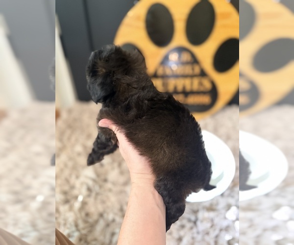 Medium Photo #3 Cavapoo (Miniature) Puppy For Sale in CROSSVILLE, TN, USA