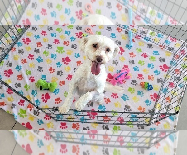 Medium Photo #11 Havanese Puppy For Sale in ORO VALLEY, AZ, USA