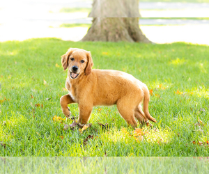 Golden Retriever Puppy for sale in WOLCOTTVILLE, IN, USA