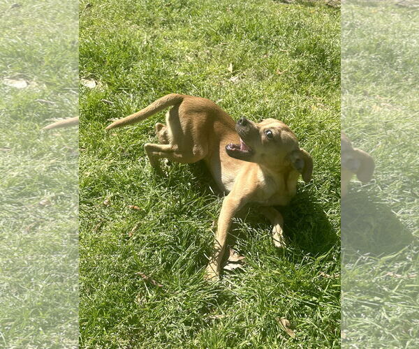 Medium Photo #4 Chihuahua-Unknown Mix Puppy For Sale in Eastman, GA, USA