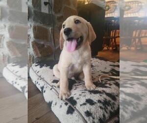 Labrador Retriever Puppy for Sale in APPOMATTOX, Virginia USA